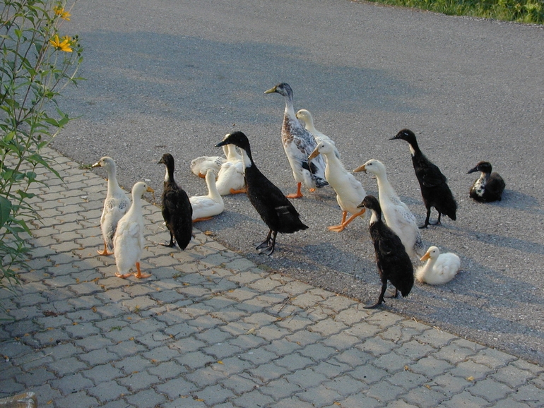 Zum Beenden Bild anklicken